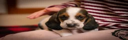 Basset Hound dogs for sale: Daisy - Ad 1