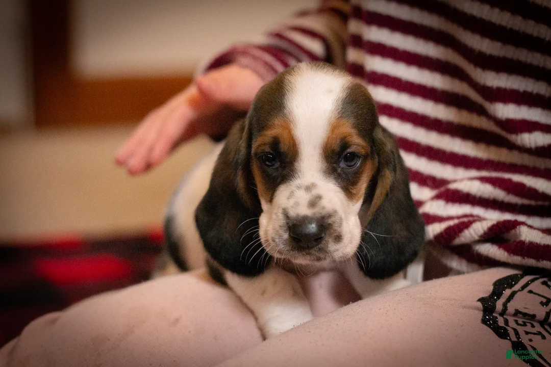 Basset Hound dogs for sale: Daisy - Ad 1