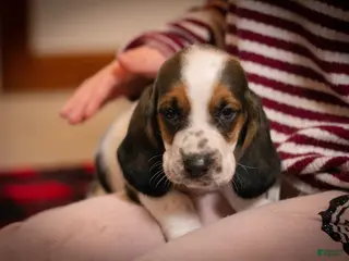 Basset Hound dogs for sale: Daisy - Ad 1