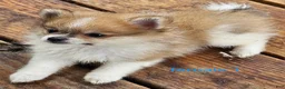 Pomeranian dogs for sale: Abigail  - Ad 8