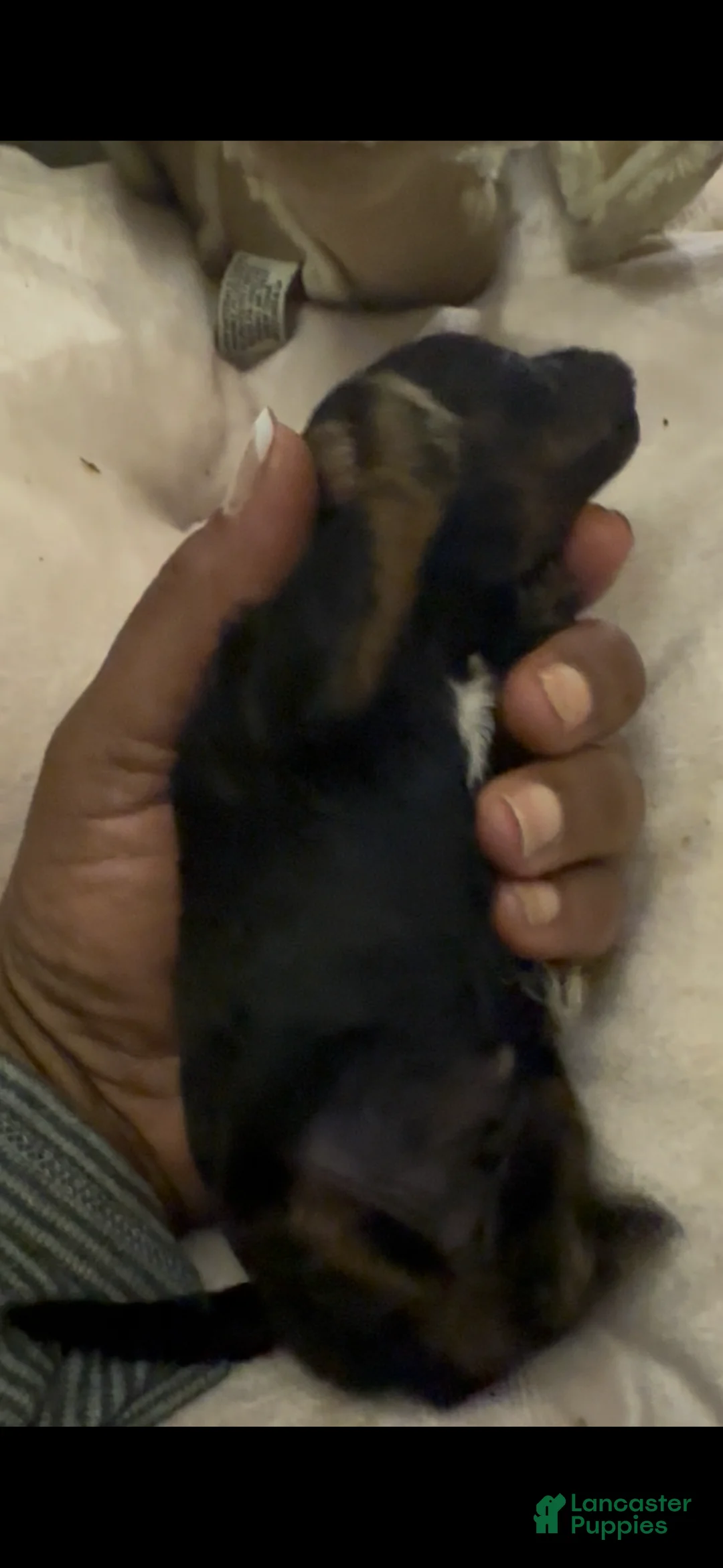 Toy Poodle dogs for sale: Raven - Ad 2