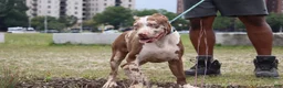 American Bully dogs for sale: Iris - Ad 17