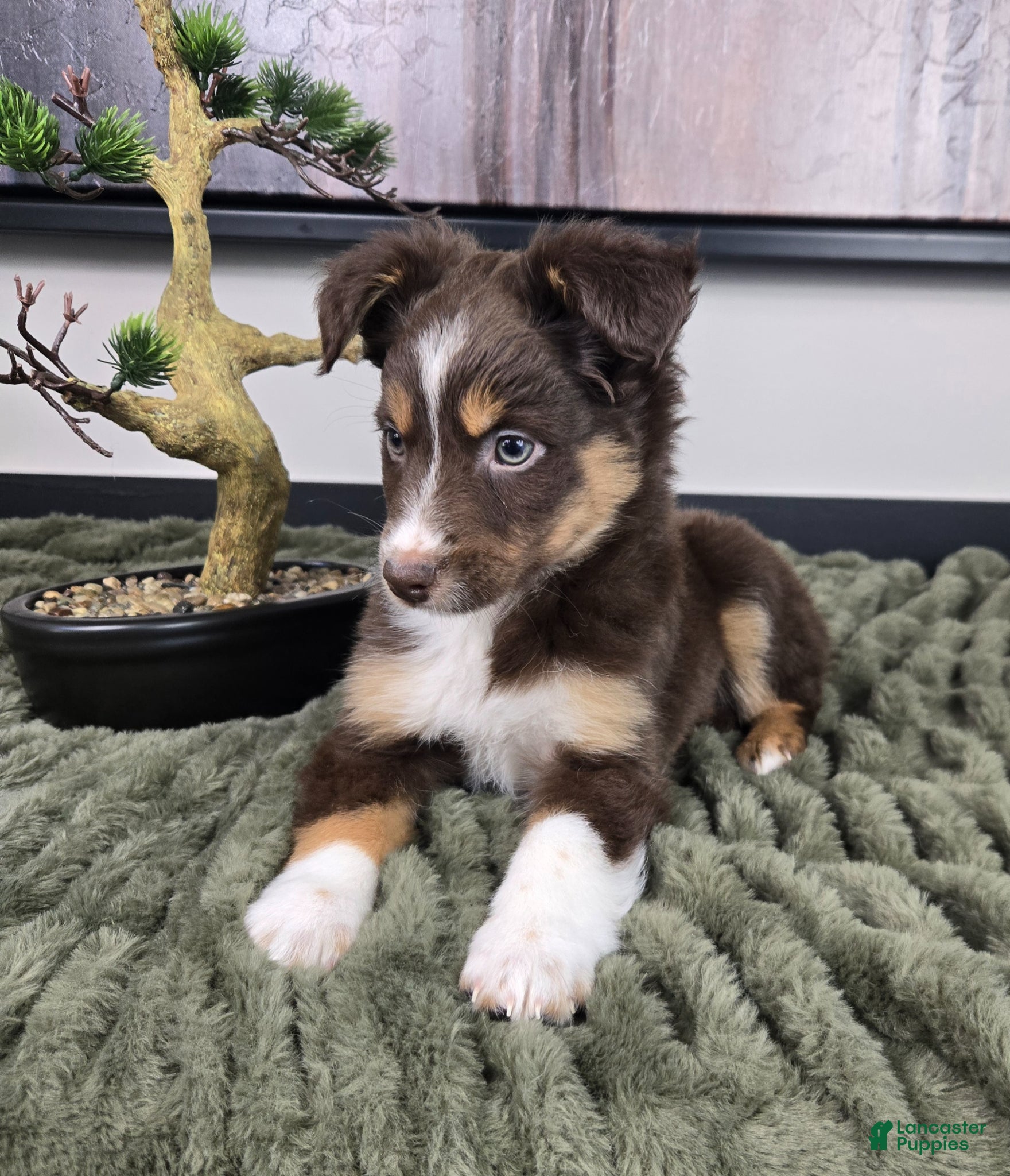 Miniature Australian Shepherd dogs Sandy - Ad 2