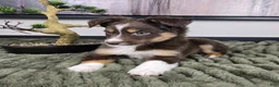 Miniature Australian Shepherd dogs for sale: Sandy - Ad 2