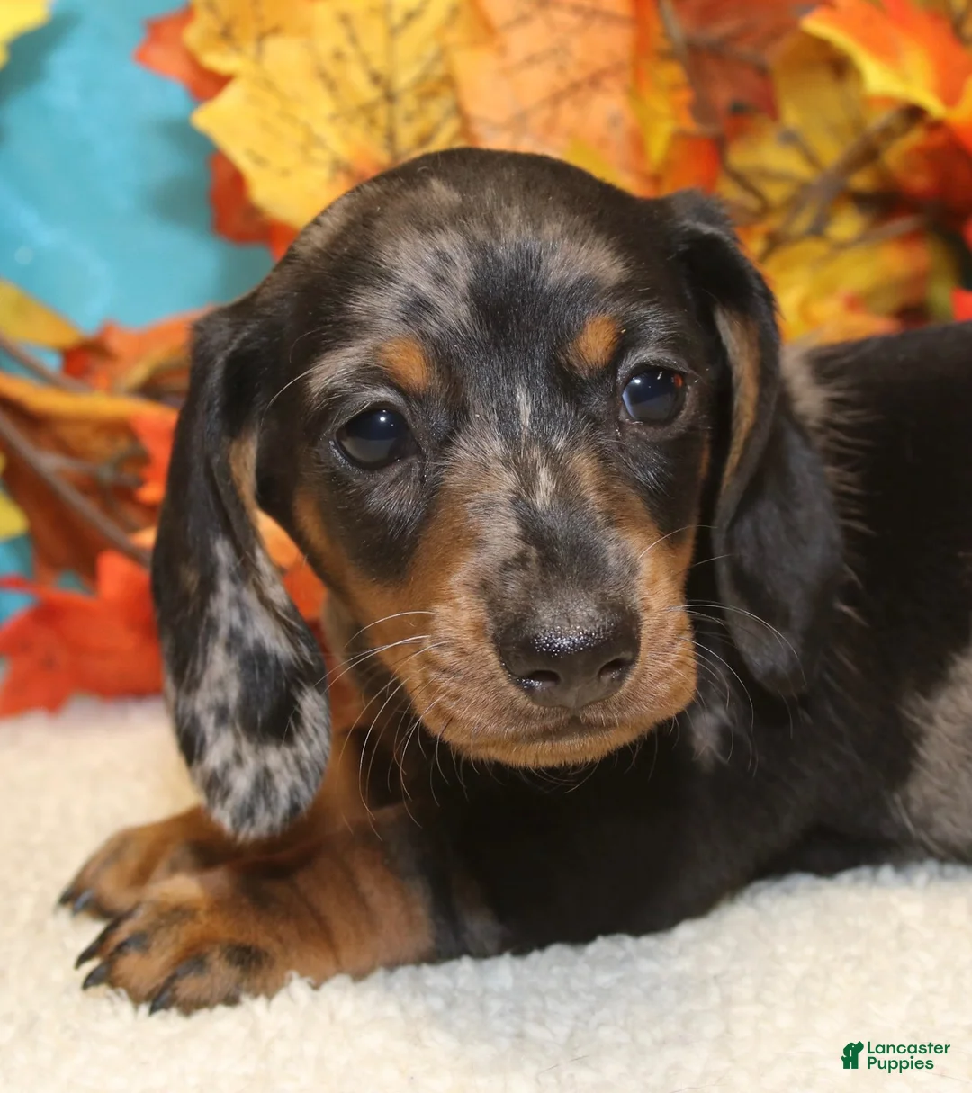 Miniature Dachshund dogs for sale: Hud - Ad 1