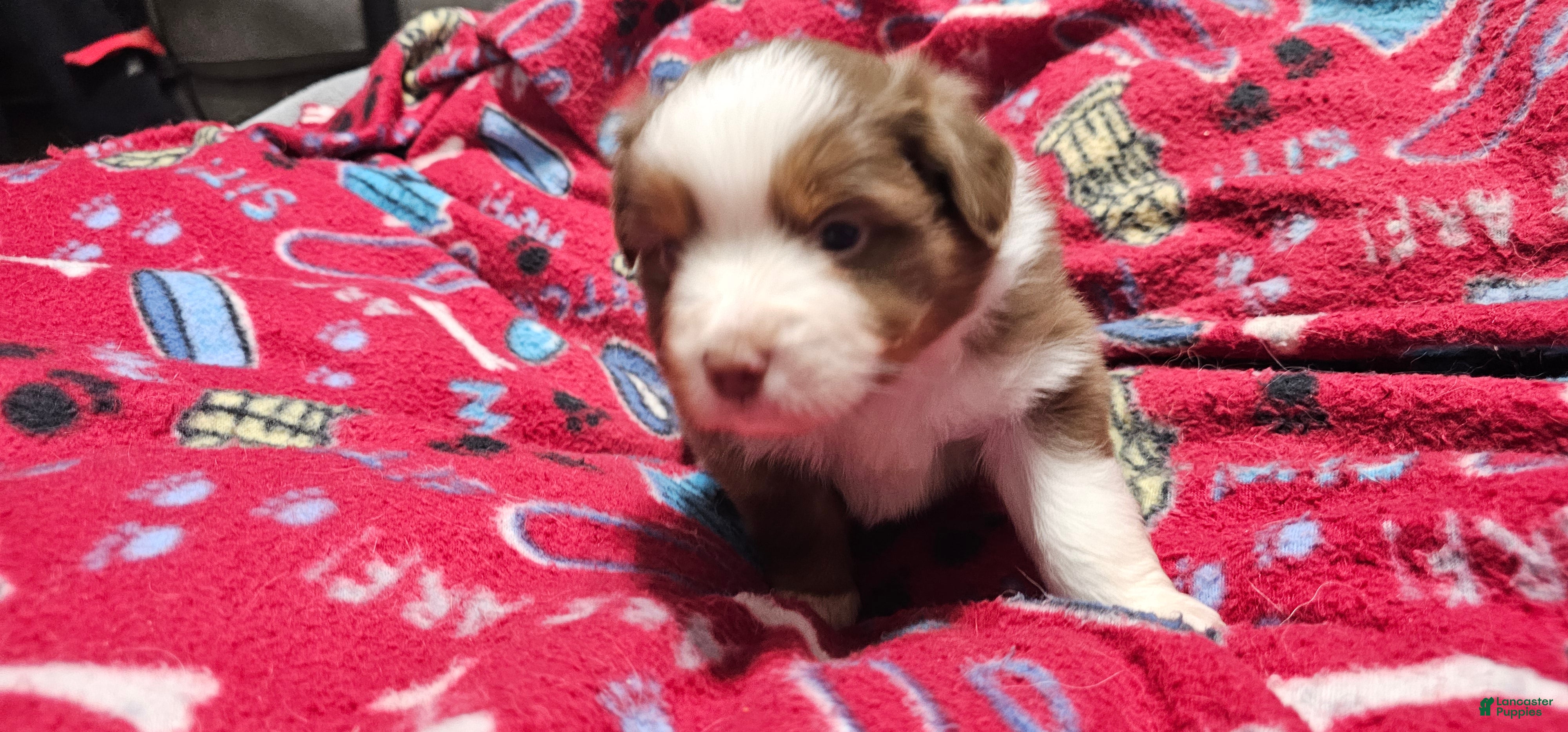 Miniature Australian Shepherd dogs Bread - Ad 2