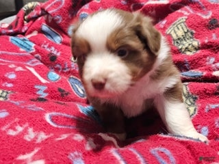 Miniature Australian Shepherd dogs Bread - Ad 5