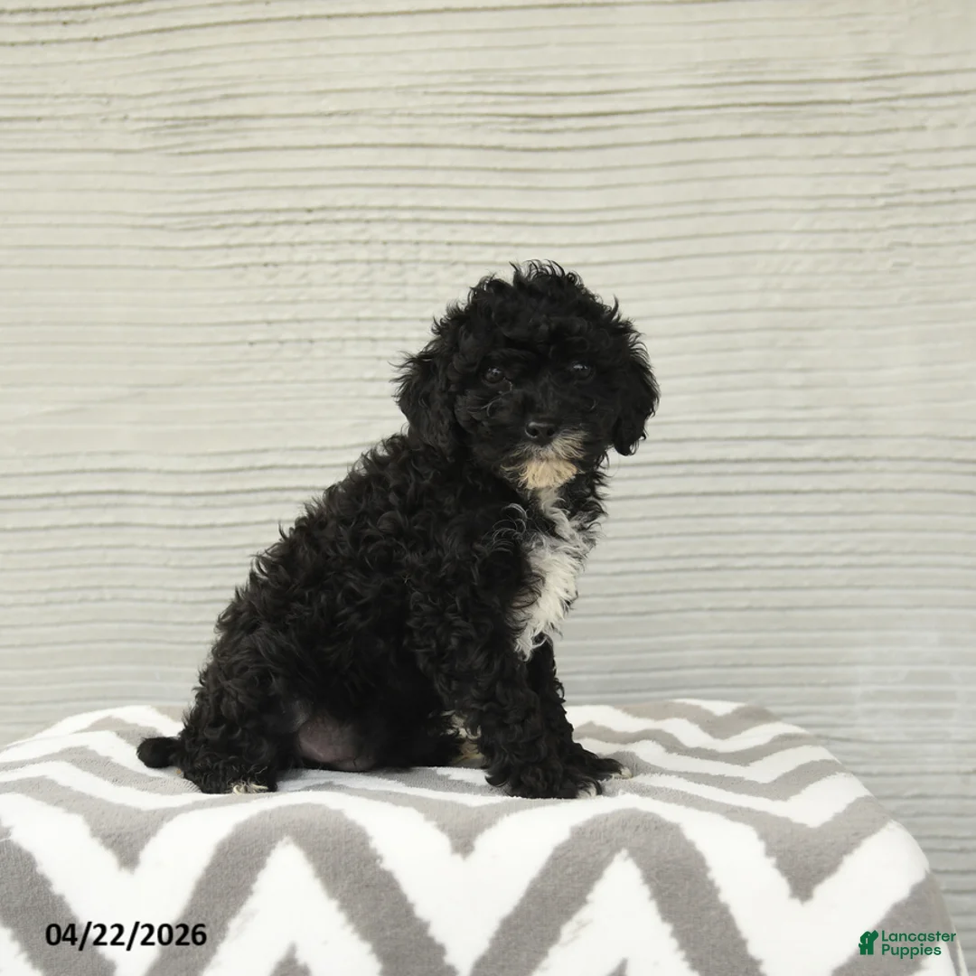 Shihpoo dogs for sale: Baxter - Ad 2