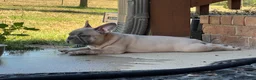 French Bulldog dogs for sale: Hank - Ad 10