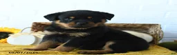 Rottweiler dogs for sale: Raven - Ad 3