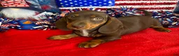 Miniature Dachshund dogs for sale: Bucky - Ad 2