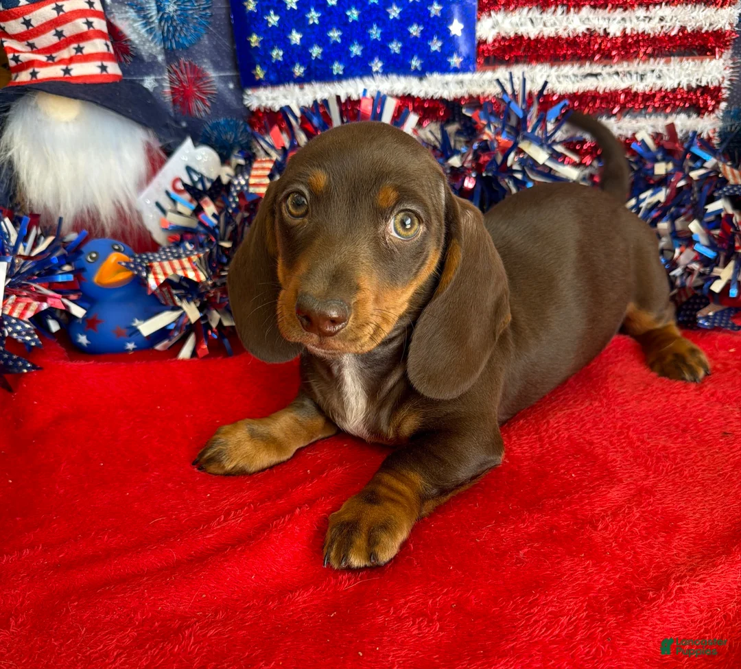 Miniature Dachshund dogs for sale: Bucky - Ad 2
