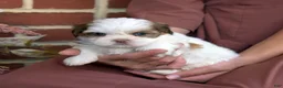 Shih Tzu dogs for sale: Twinkle - Ad 3