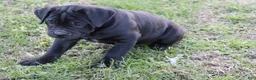 Cane Corso dogs for sale: Betsy - Ad 1