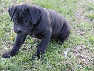 Cane Corso dogs for sale: Betsy - Ad 1