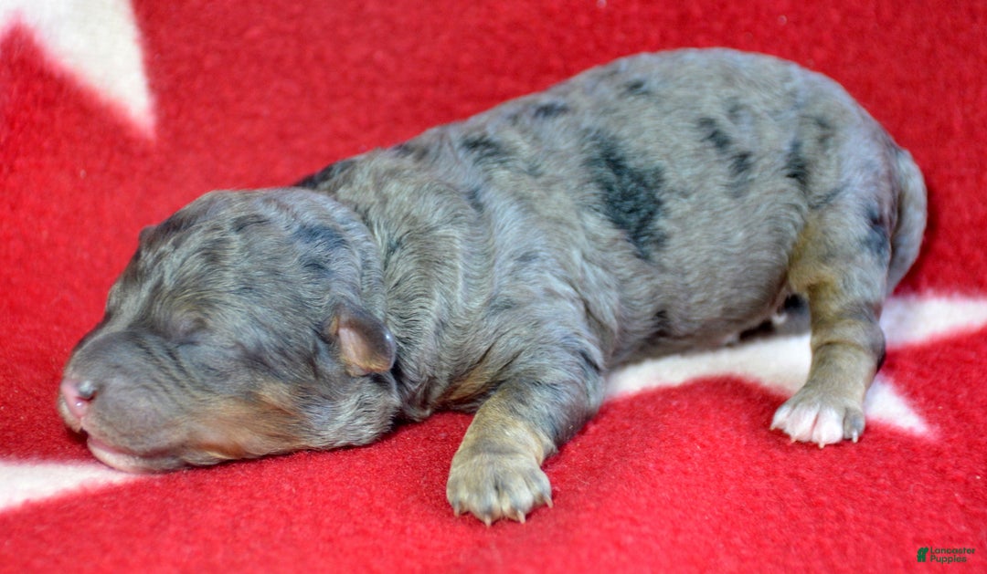 Mini Bernedoodle dogs for sale: Micro Bernedoodle Puppy 1 Bennett - Ad 1