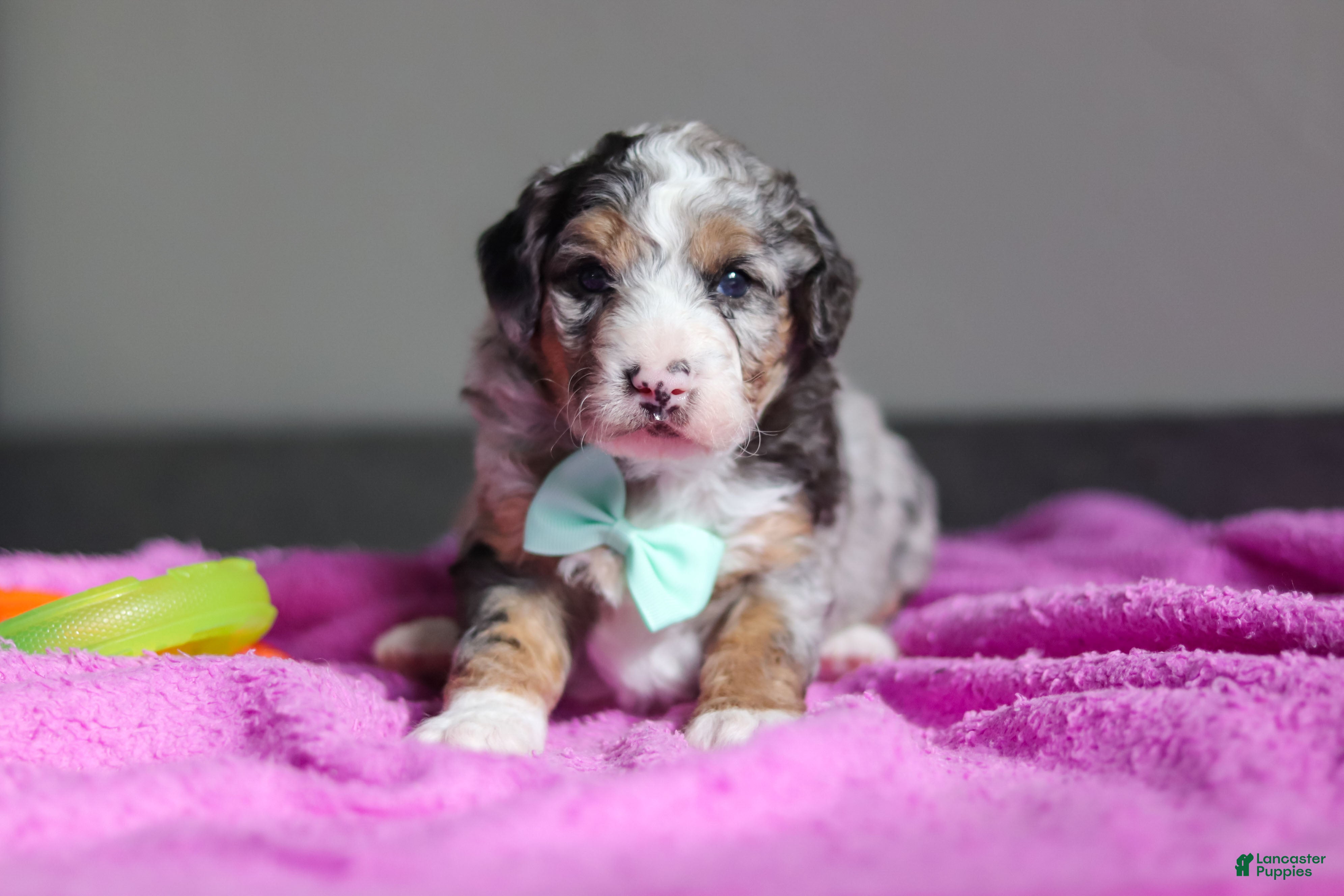 Mini Bernedoodle dogs Jordon - Ad 33