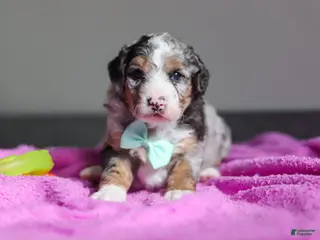 Mini Bernedoodle dogs Jordon - Ad 42