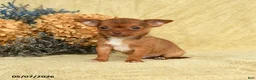 Chihuahua dogs for sale: Chico - Ad 2