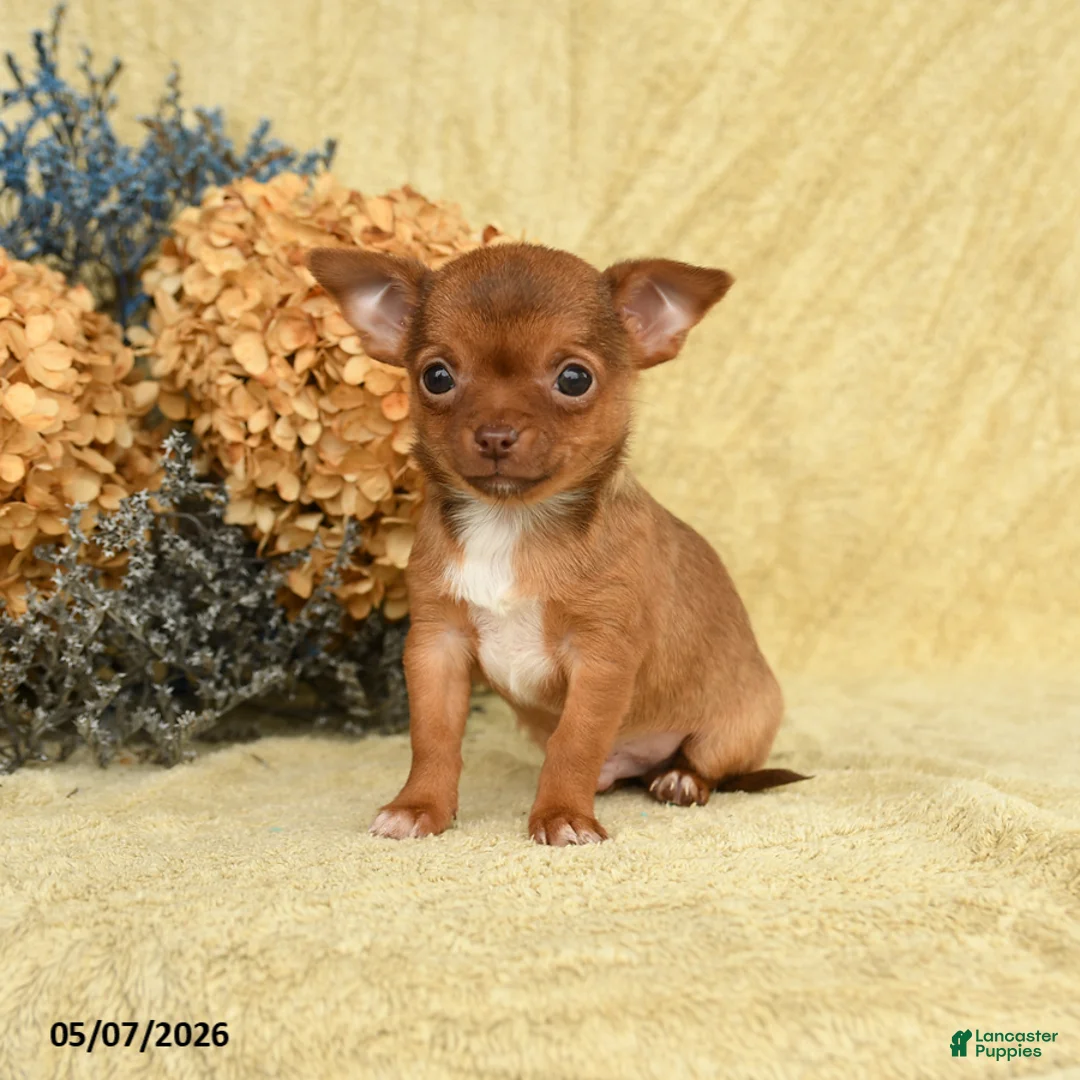 Chihuahua dogs for sale: Chico - Ad 2
