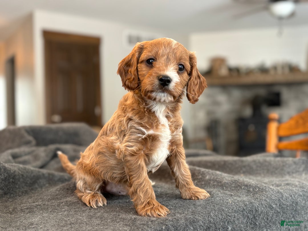 Cavapoo dogs for sale: Cavapoo litter of 1 puppy - Ad 2