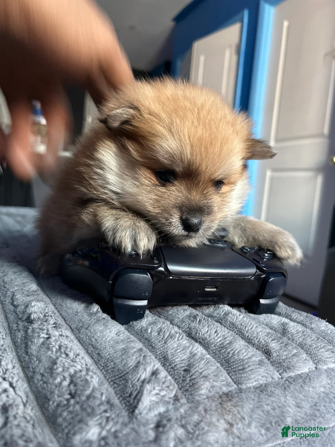 Pomeranian dogs for sale: Koffee - Ad 1
