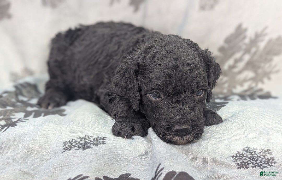 Cockapoo dogs for sale: Crescent - Ad 29
