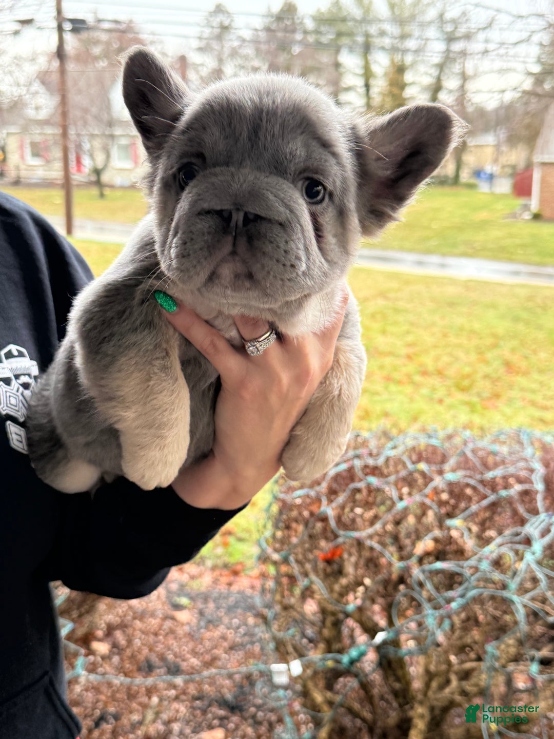 French Bulldog dogs for sale: Noelle - Ad 4