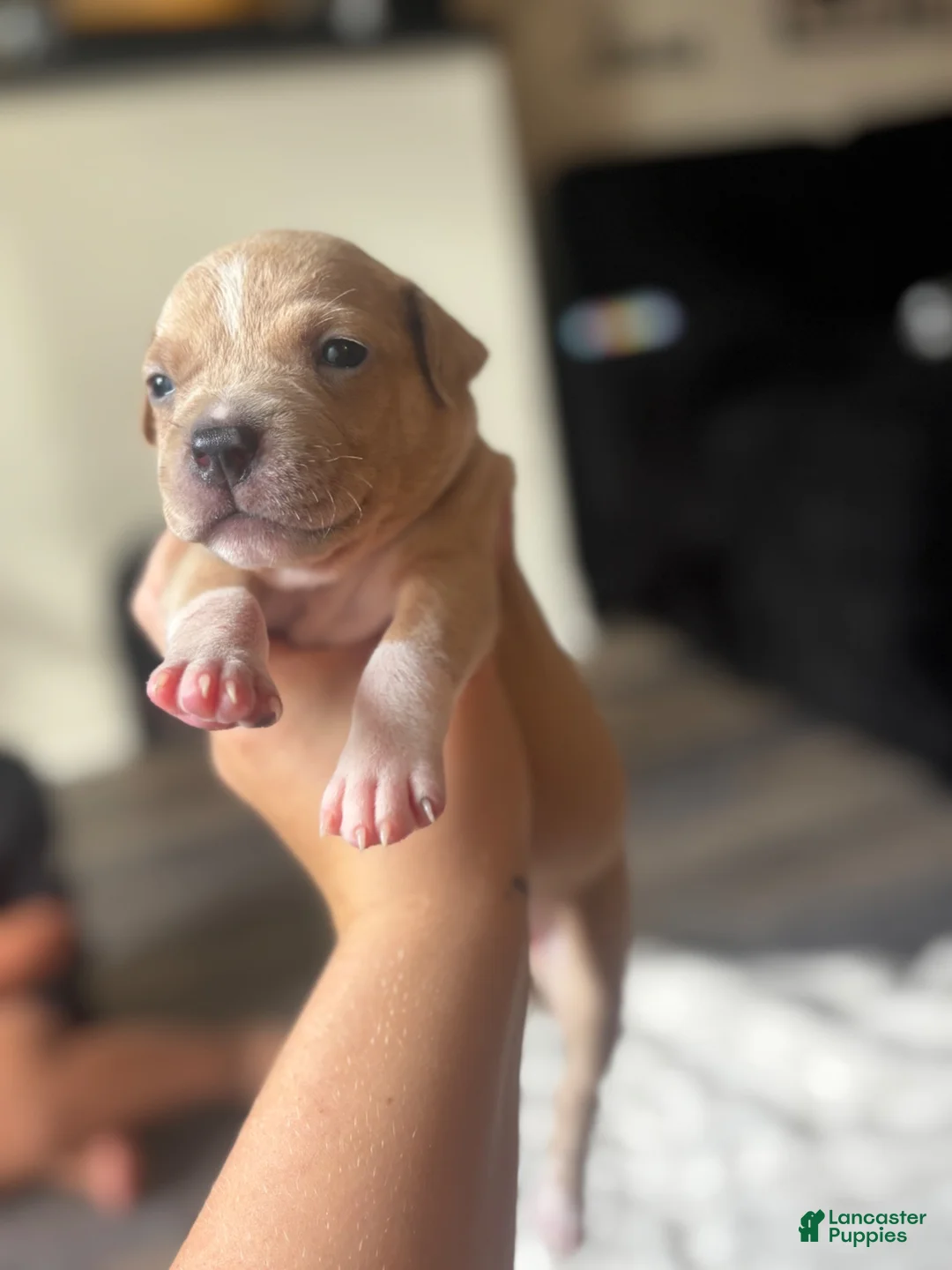 American Pit Bull Terrier dogs for sale: Stella  - Ad 2