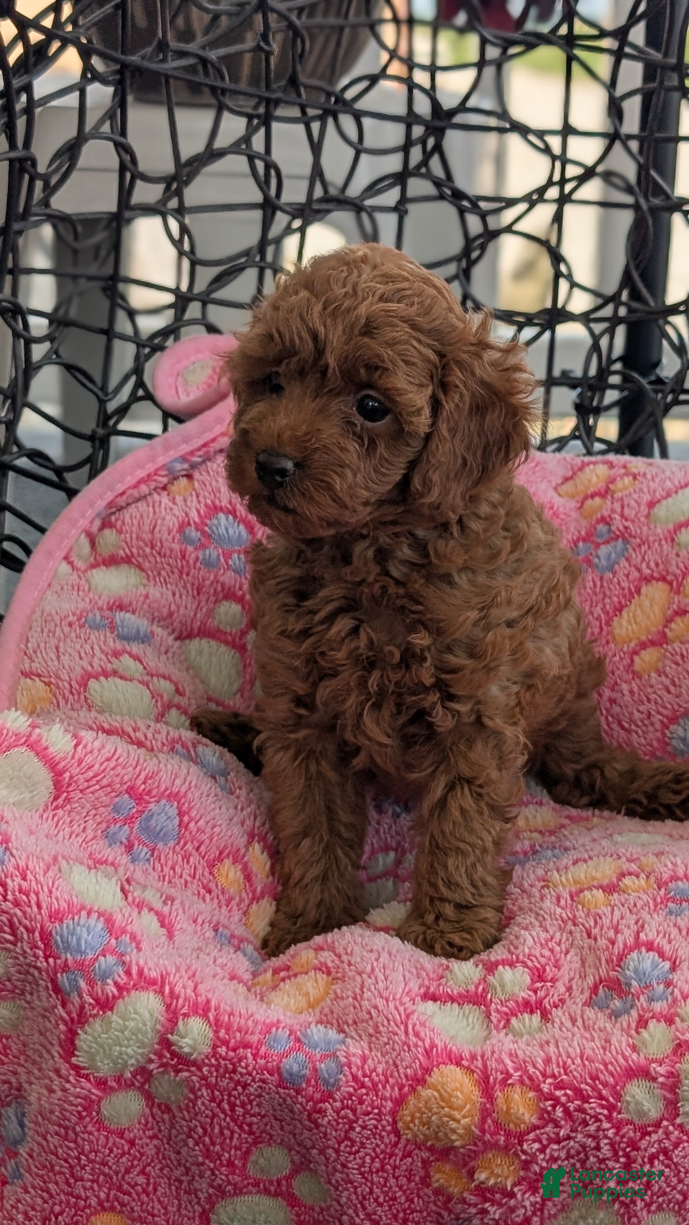 Toy Poodle dogs Violet  - Ad 2