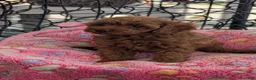 Toy Poodle dogs for sale: Violet  - Ad 2