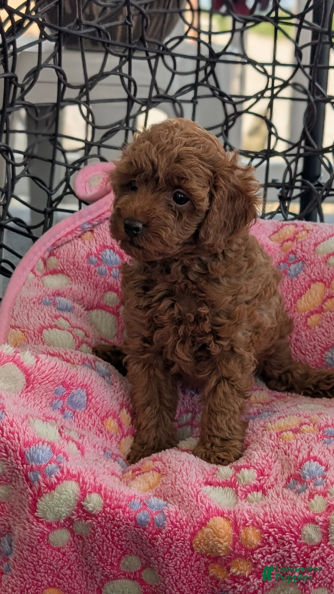 Toy Poodle dogs for sale: Violet  - Ad 2
