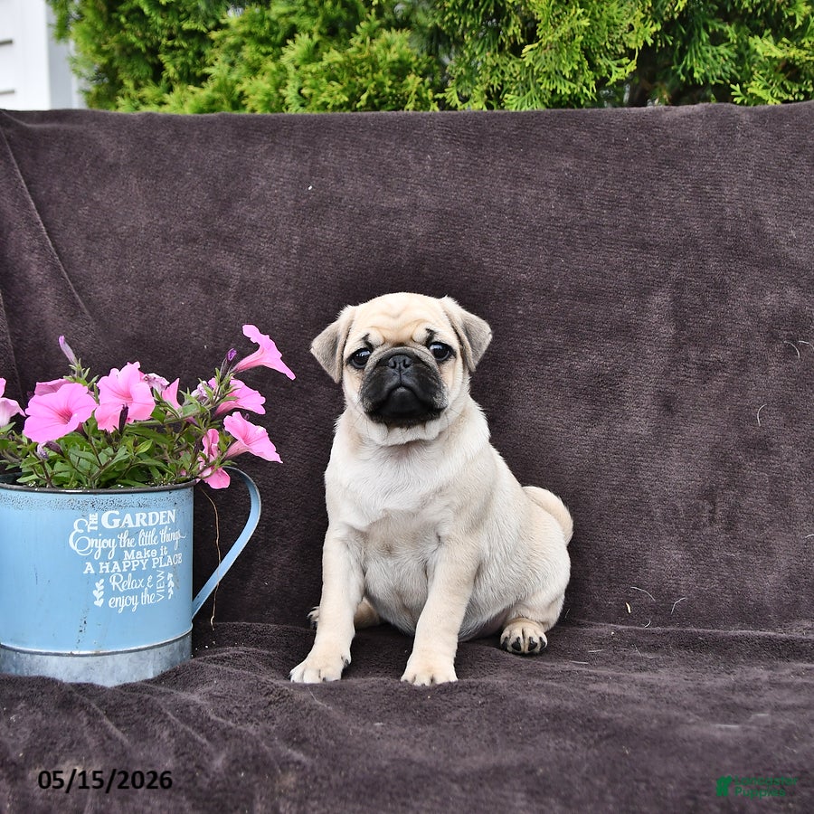 Pug dogs for sale: Dixon - Ad 4
