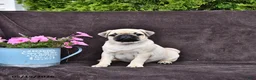 Pug dogs for sale: Dixon - Ad 1