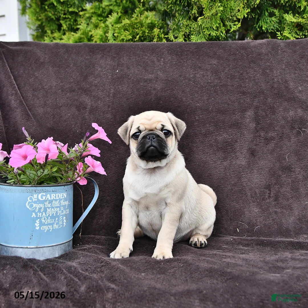 Pug dogs for sale: Dixon - Ad 1
