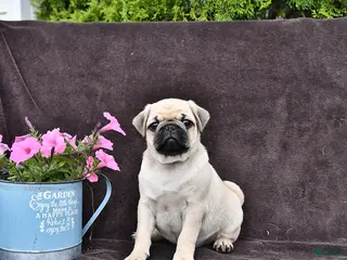 Pug dogs for sale: Dixon - Ad 4