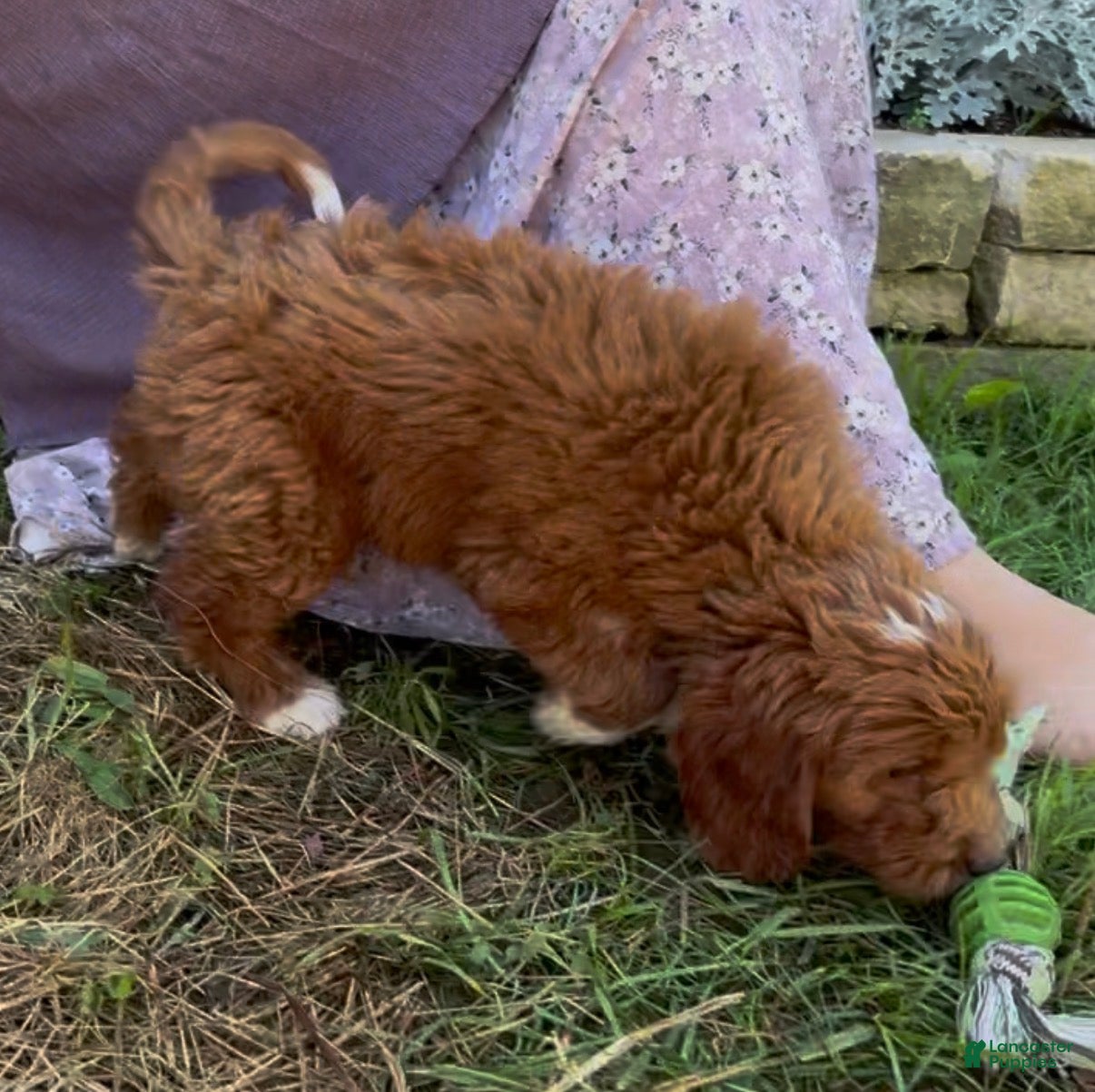 Mini Goldendoodle dogs Calla - Ad 2