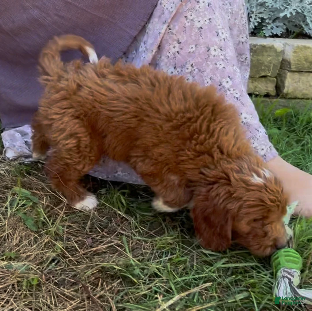 Mini Goldendoodle dogs for sale: Calla - Ad 2