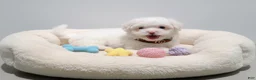 Maltipoo dogs for sale: TEDDY - Ad 4
