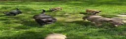 American Bully dogs for sale: Pixie - Ad 24