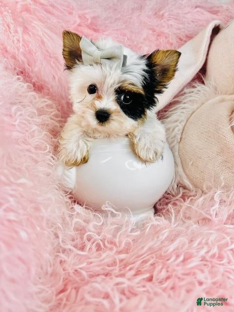 Biewer Terrier dogs for sale: Teacup Biewer Terrier 1 - Ad 2