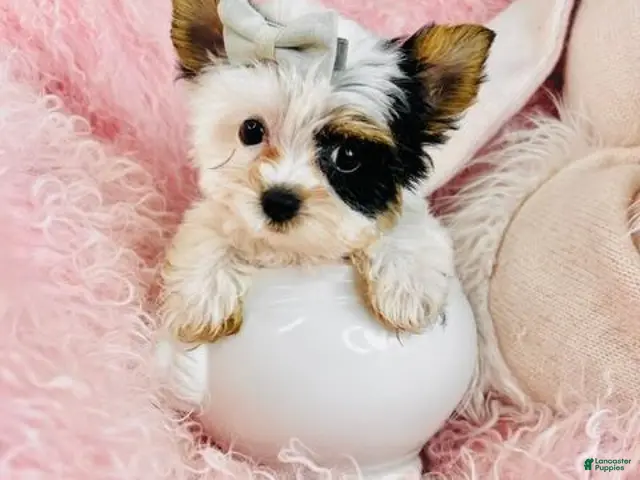 Biewer Terrier dogs for sale: Teacup Biewer Terrier 1 - Ad 2