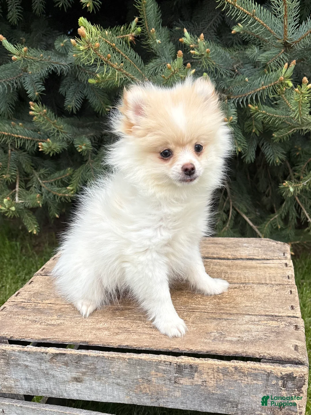 Pomeranian dogs for sale: Zeppelin - Ad 1