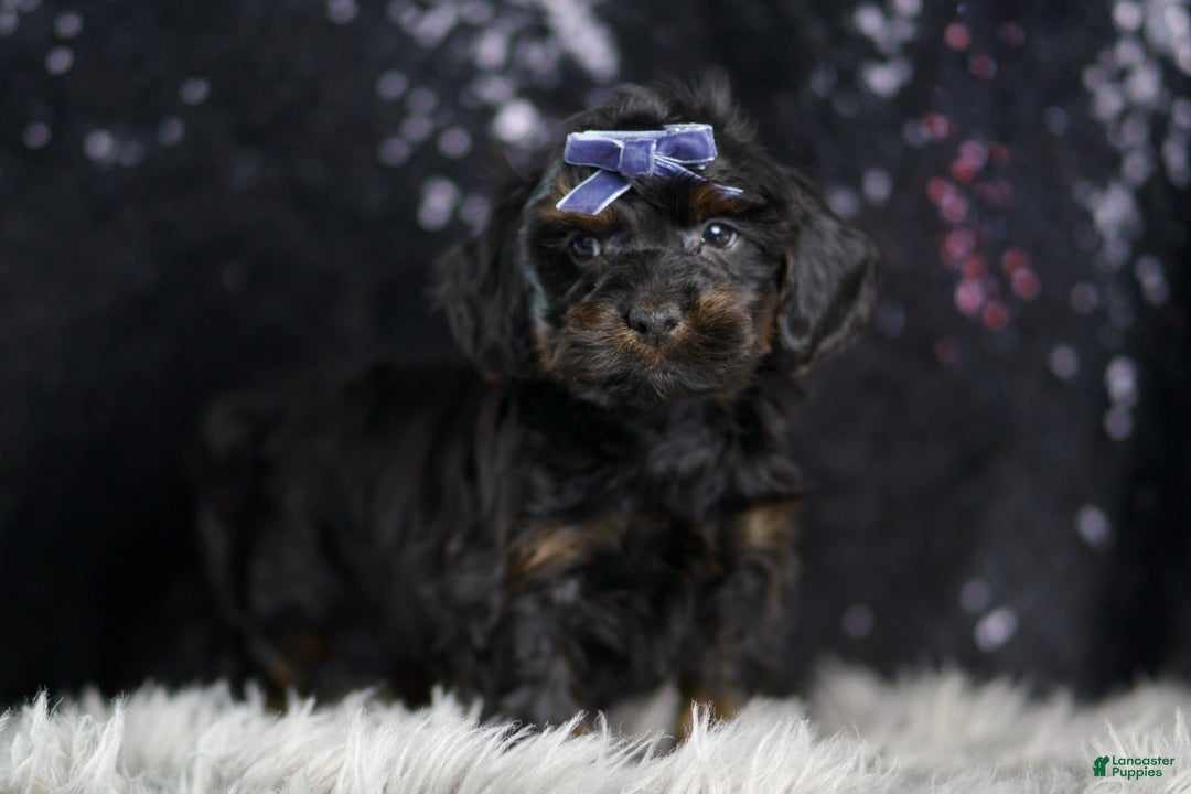 Yorkiepoo dogs for sale: Valentino - Ad 4
