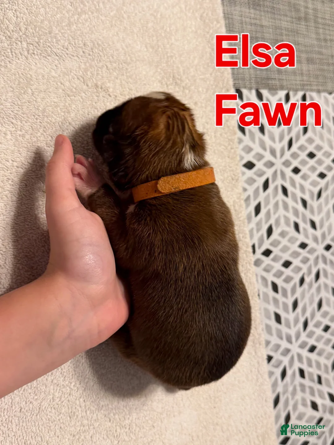 Boxer dogs for sale: Elsa - Ad 2