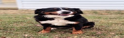 Bernese Mountain Dog dogs for sale: Nera - Ad 2