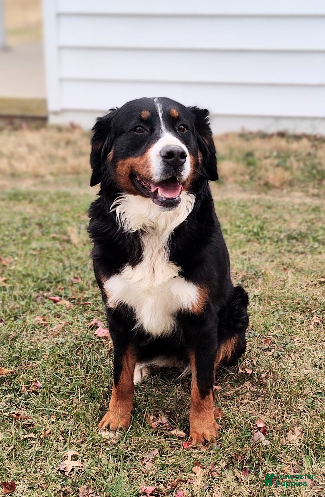 Bernese Mountain Dog dogs for sale: Nera - Ad 2