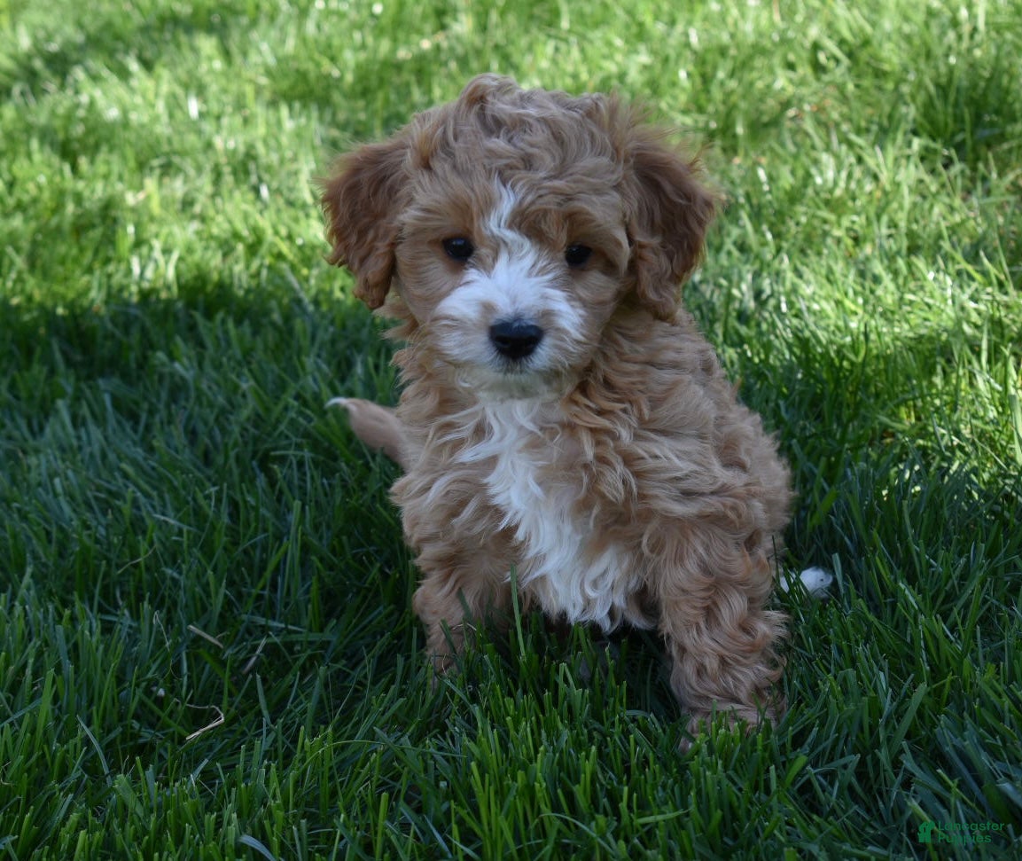 Cavapoo dogs Ace - Ad 1