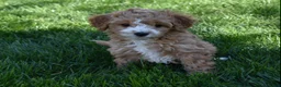 Cavapoo dogs for sale: Ace - Ad 1