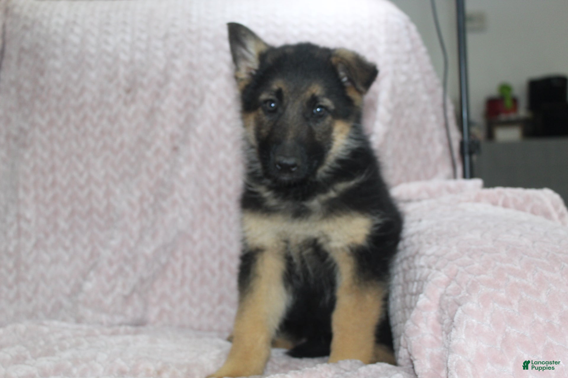 German Shepherd dogs Atlanta  - Ad 2